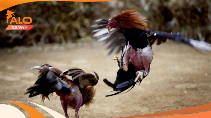 Thomo hôm nay: thuật ngữ và bí kíp chơi đá gà thomo chuẩn 7 Mẹo chơi đá gà thomo hôm nay chuẩn dễ thắng